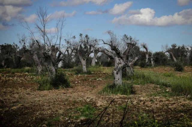 Calamità Xylella 2018-2019, Pentassuglia: ‘Indennizzati tutti gli olivicoltori aventi diritto e pubblicato il bando 2021’