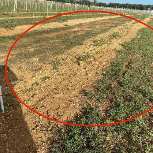 Cia Salento: “Furti nelle campagne, agricoltori disperati”