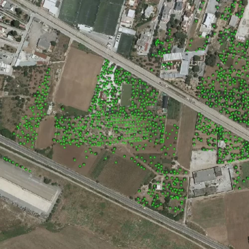 Catasto olivicolo delle aree delimitate colpite da Xylella Fastidiosa: al via la consultazione pubblica
