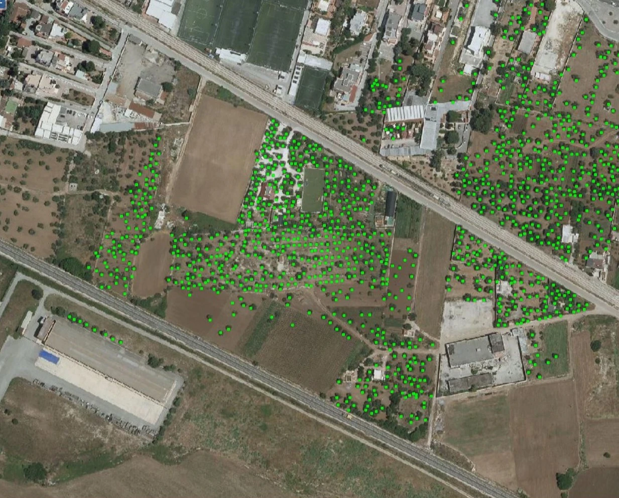 Catasto olivicolo delle aree delimitate colpite da Xylella Fastidiosa: al via la consultazione pubblica
