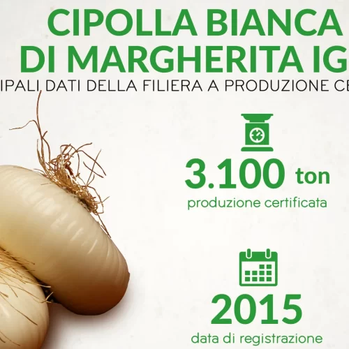 Cipolla Bianca di Margherita IGP, focus innovazione per una produzione certificata da 1,1 mln