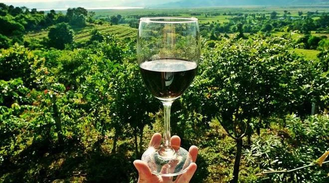 Oms propone riduzione del 10% del consumo di vino entro 2025