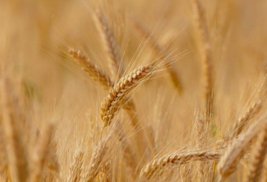 Grano, Cia Agricoltori: Se il prezzo scende, la filiera implode