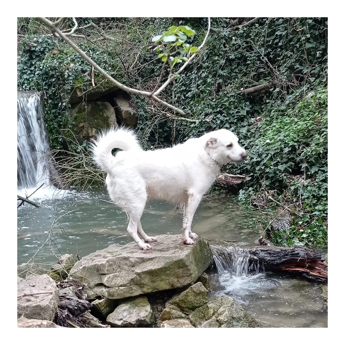 A Celle di San Vito 140 abitanti e 100 cani censiti e ‘microchippati’
