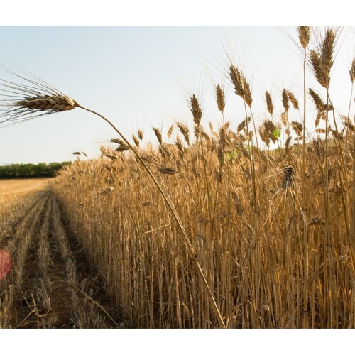 A Grottaglie la ‘Festa della mietitura’ per combattere la crisi del grano