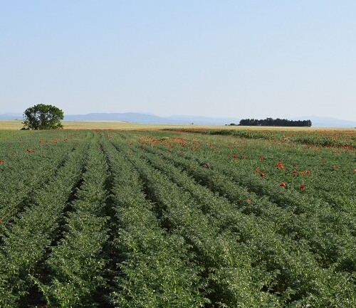 A LAVORARE LA TERRA! 1.712 GLI ETTARI ALL’ASTA IN PUGLIA