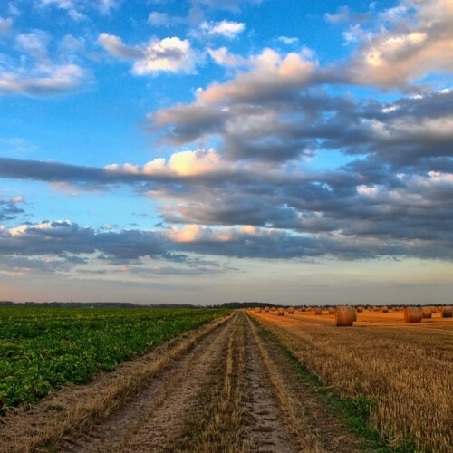 Agricoltura, Puglia ultima nella classifica nazionale per la spesa dei fondi comunitari