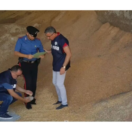 Altamura, sequestrati tremila quintali di granturco: ‘Muffa e umidità nei depositi’