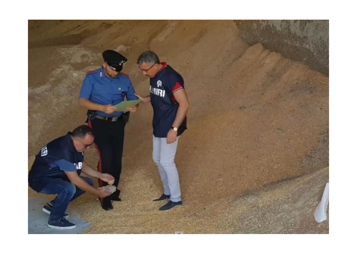 Altamura, sequestrati tremila quintali di granturco: ‘Muffa e umidità nei depositi’