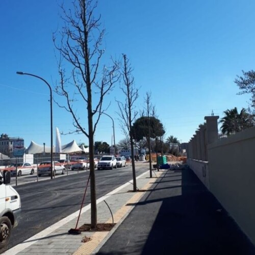 Bari, 76 alberi piantati sulla ‘nuova’ via Amendola. Decaro: ‘Sarà una strada più larga e sicura, bella da attraversare’