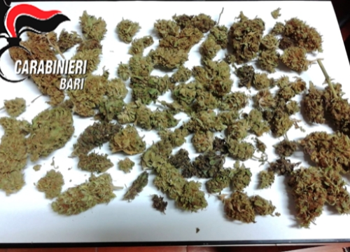 Bari, azienda produceva marijuana con THC superiore ai limiti di legge: arrestato titolare