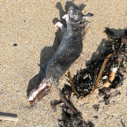 Bari, carcassa di un topo sulla spiaggia di Pane e Pomodoro: la fotodenuncia di una bagnante