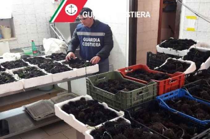 Bari, cinquemila ricci di provenienza sconosciuta sequestrati in un ristorante del centro