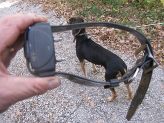 Bari, controllava il cane con un collare a scosse elettriche: denunciato 68enne