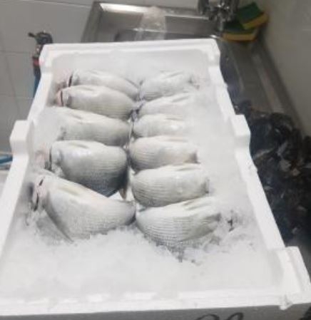 Bari, controlli della Guardia Costiera: sequestrati più di 100 chili di pesce sottomisura e senza etichette