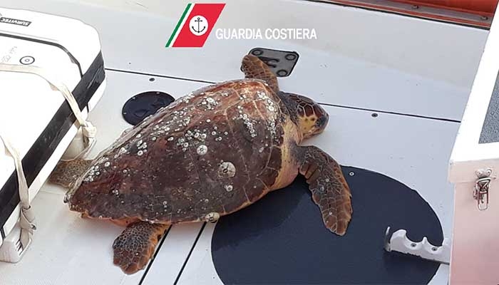 Bari, due tartarughe salvate dalla Guardia Costiera: ‘Esemplari in difficoltà durante le forti mareggiate’
