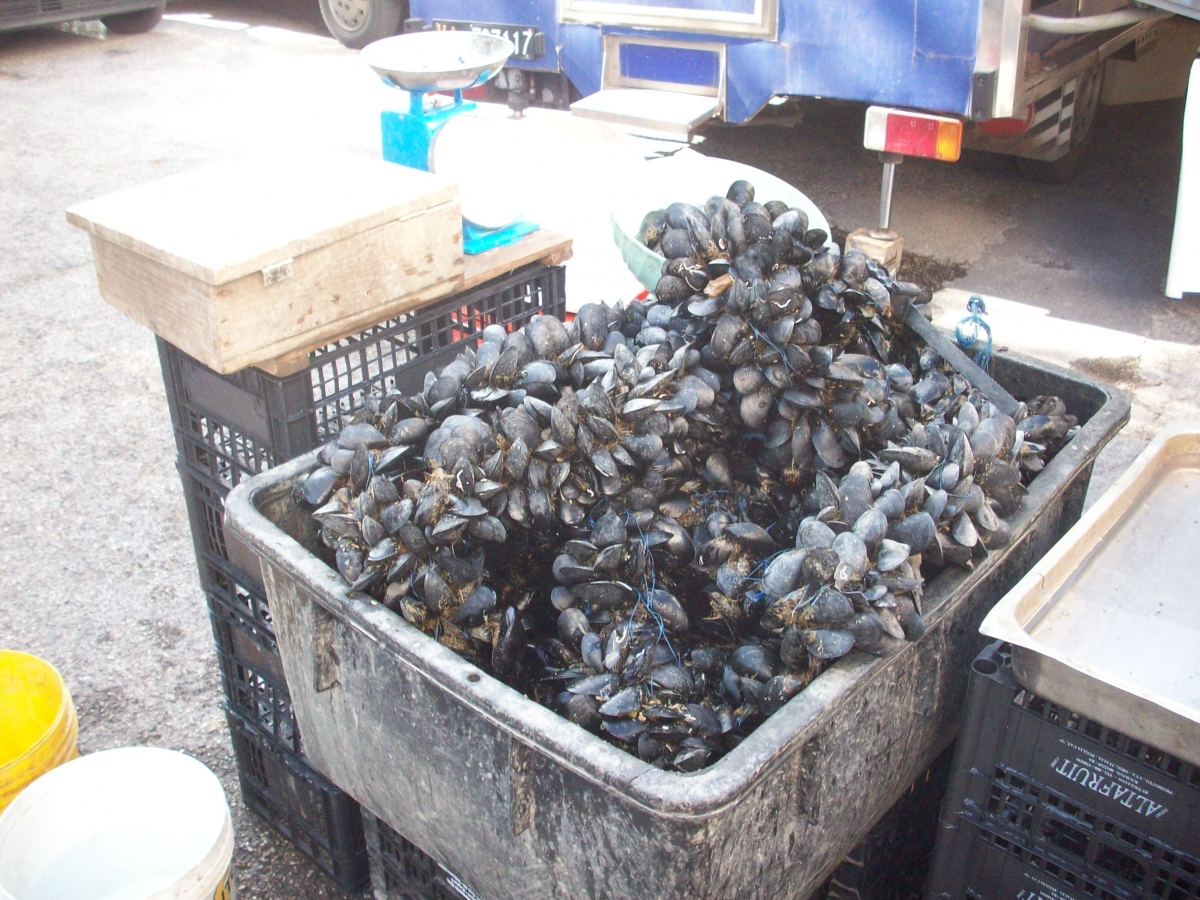 Bari: Guardia di Finanza sequestra 11 tonnellate di cozze nere e alici