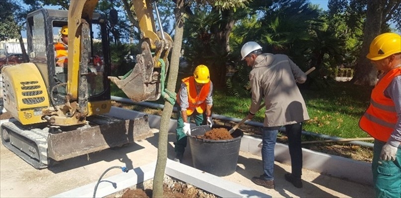 Bari, i tecnici monitorano gli alberi della città: ‘Sostituiremo i tronchi pericolanti’