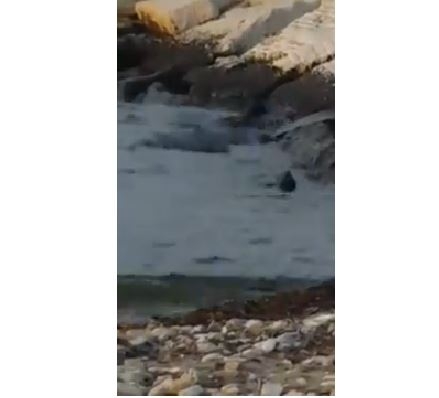 Bari, la videodenuncia di un cittadino: ‘Topi sui frangiflutti del waterfront di Fesca. Inammissibile’