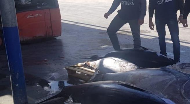 Bari, manca il certificato di provenienza: sequestrati 615 chili di tonno rosso