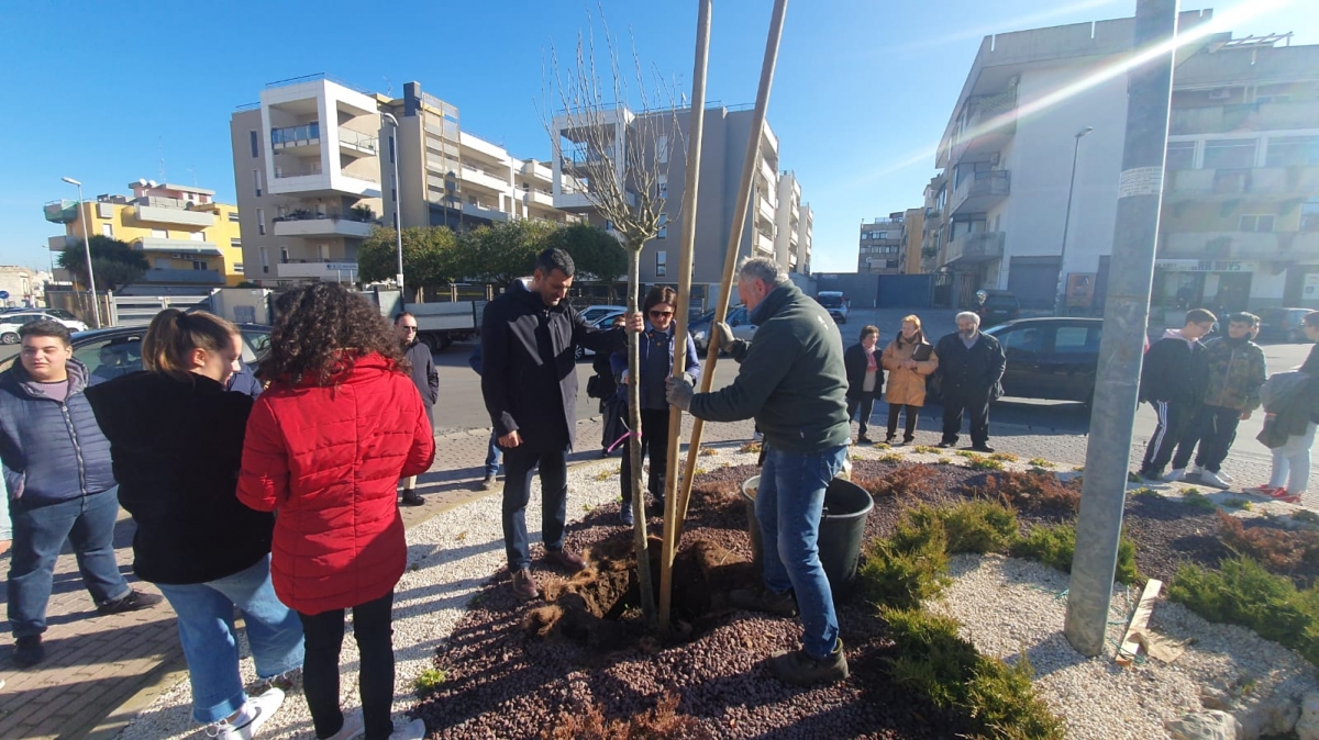 Bari, nuovo albero piantato a Carbonara dopo i due furti precedenti. Decaro: ‘Vinceremo contro chi ruba’