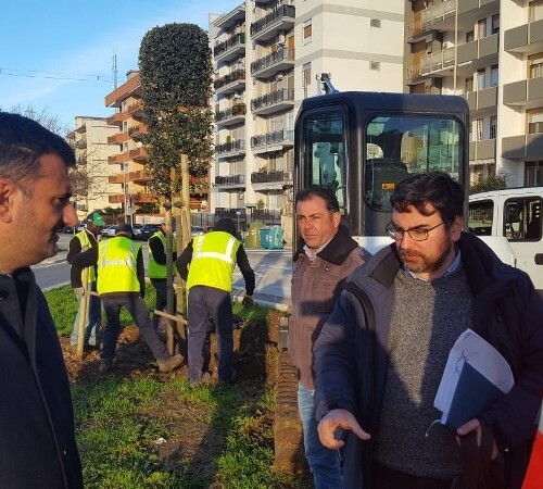 Bari, nuovo verde in via Caldarola: piantati 115 alberi