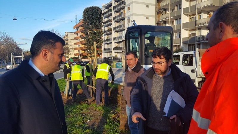Bari, nuovo verde in via Caldarola: piantati 115 alberi