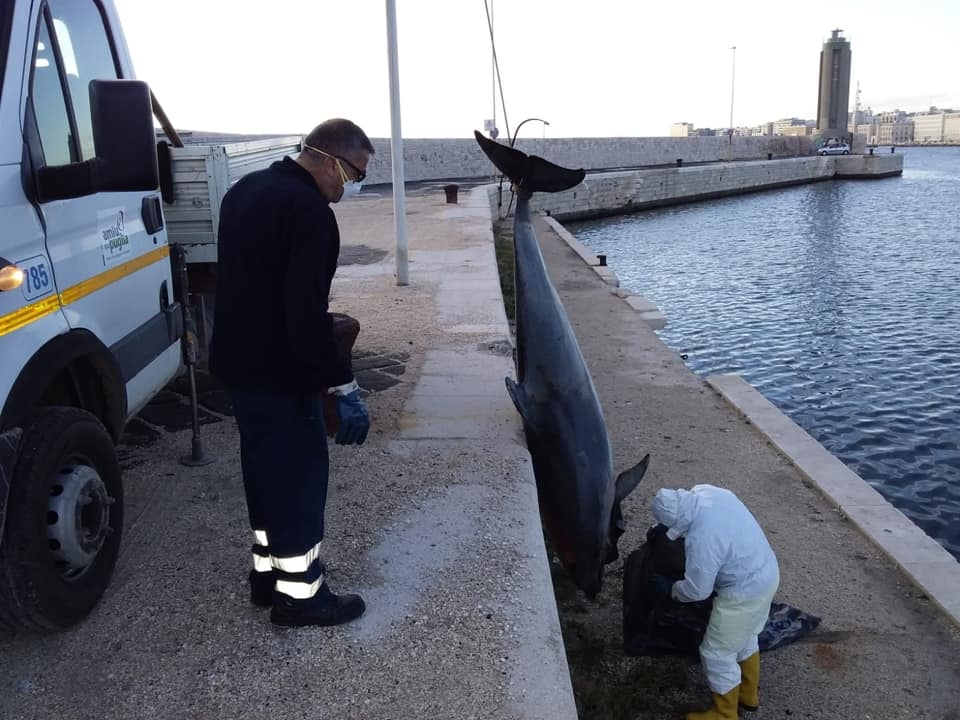 Bari, operatori Amiu recuperano delfino spiaggiato al molo Sant’Antonio