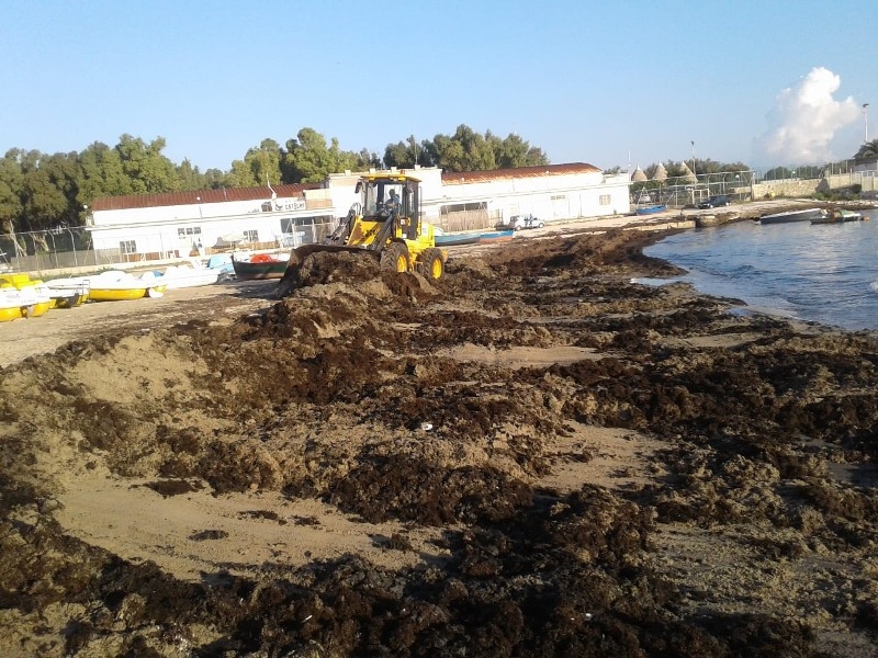 Bari, operatori Amiu ripuliscono la spiaggia di lama San Giorgio dalla posidonia