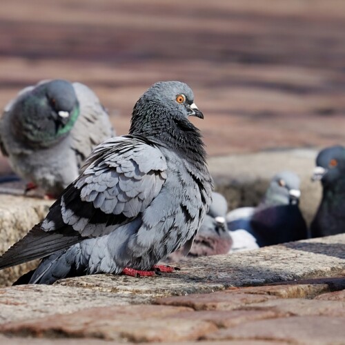 Bari, parte il monitoraggio dei colombi in città: ‘Interventi per ridurre il numero degli esemplari’