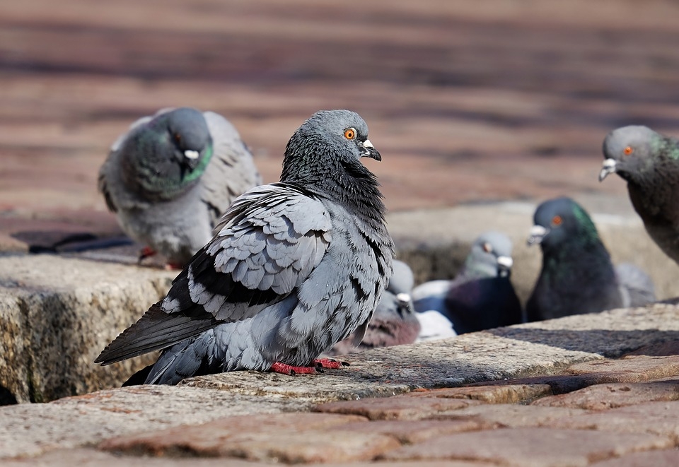 Bari, parte il monitoraggio dei colombi in città: ‘Interventi per ridurre il numero degli esemplari’