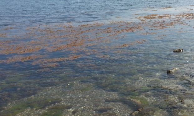 Bari, rilevata la presenza di alga tossica nei pressi di San Giorgio