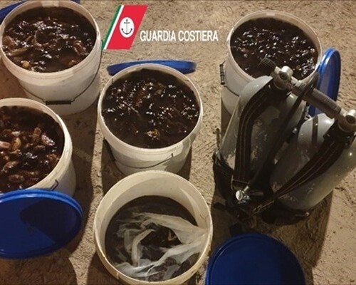 Bari, scoperto dalla Guardia Costiera con 60 chili di cetrioli di mare: multato un pescatore
