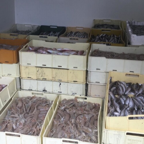 Bari, sequestrati 750 chili di pesce privi di provenienza: prodotti donati alle persone in difficoltà