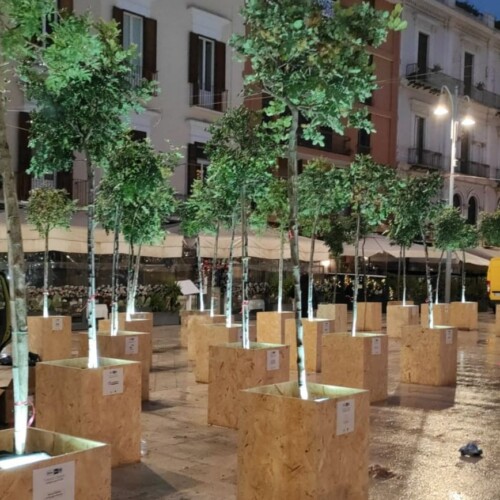 Bari, si amplia la Foresta Urbana: cinquanta nuovi alberi in via Diomede Fresa