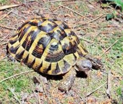 Barletta, sequestrate 24 tartarughe protette: denunciato il proprietario