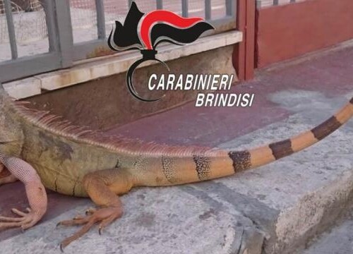 Brindisi, iguana di un metro e venti a spasso per le strade: denunciato il proprietario