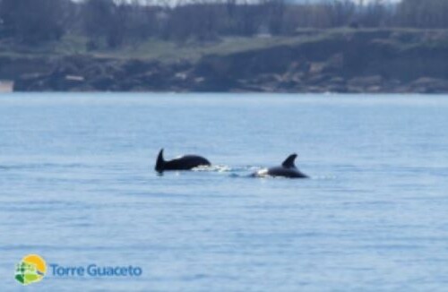 Brindisi, tre delfini nella riserva di Torre Guaceto: ‘Evento straordinario’