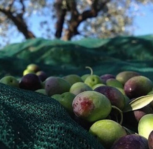 Campagna olivicola all’insegna della qualità e quantità: Assoproli Bari fa il punto sulle problematiche