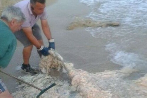 Carcassa di animale non identificato si arena tra le acque di Marina di Mancaversa