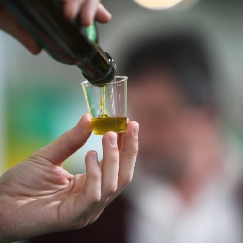 Cassano delle Murge, tre giorni di laboratori e formazione su come comunicare l’olio extravergine d’oliva