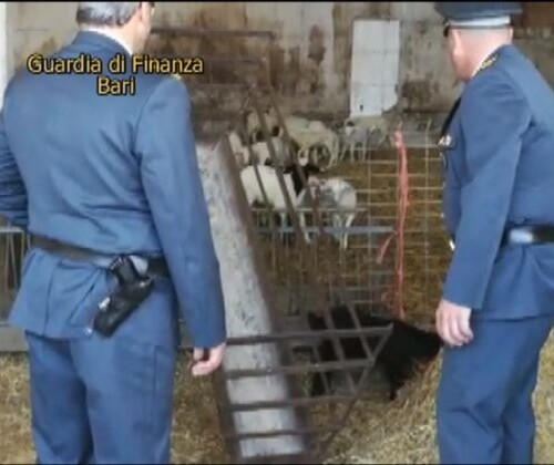 Cellamare, Gdf sequestra caseificio abusivo: trovati potenti antibiotici scaduti