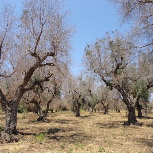 CIA Puglia: Bene il piano anti-Xylella, ora accelerare sulla rigenerazione