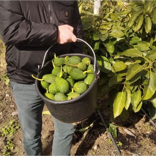 Coldiretti, con il clima tropicale boom di frutti esotici ‘made in Puglia’