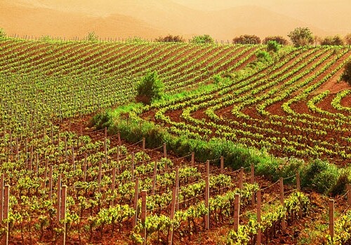 Coldiretti Puglia: ‘L’agricoltura guida la risalita dell’economia regionale’