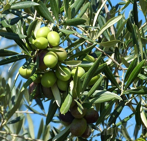 Coldiretti Puglia sul piano olivicolo nazionale: ‘Grande opportunità per riorganizzazione ed immagine’