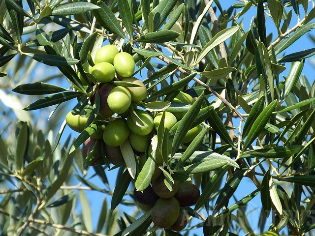 Coldiretti Puglia sul piano olivicolo nazionale: ‘Grande opportunità per riorganizzazione ed immagine’