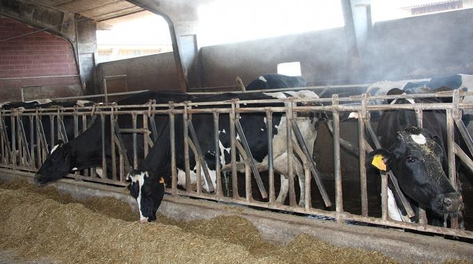 Coldiretti Puglia sulla questione latte: ‘In dieci anni chiuse 3800 stalle, necessario un accordo sul prezzo’
