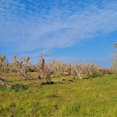 Contributi a fondo perduto per arginare la propagazione della xylella fastidiosa