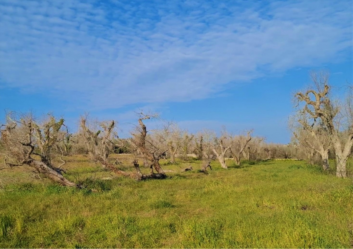 Contributi a fondo perduto per arginare la propagazione della xylella fastidiosa